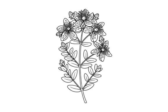 Download Drawing Wildflowers in Line Art Style Fo - Premium Resources